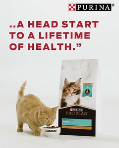 29K views · 517 reactions | Purina puppy & kitten food provides a head start to a lifetime of health | Purina | Facebook