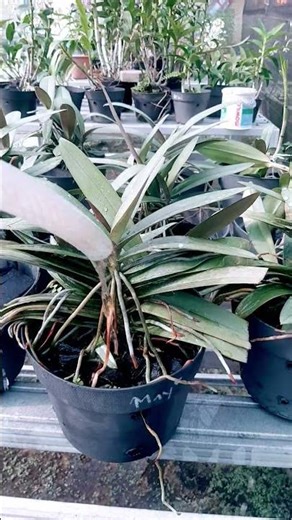 Anggrek doritis #orchid #shorts