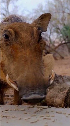 Critical Lessons Learned from Timon and Pumbaa in Lion King