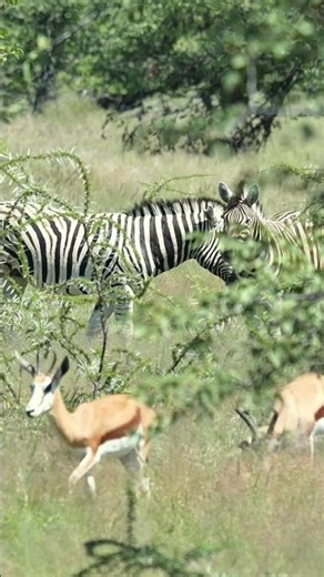 Springbucks and zebra in Etosha, Namibia.