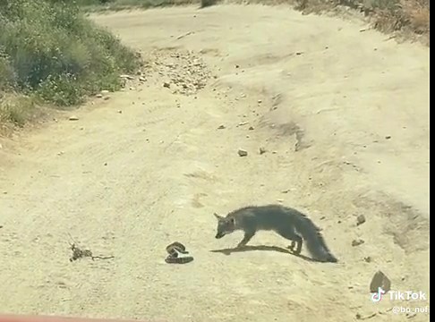 Captivating Footage of a Fox in Its Natural Habitat