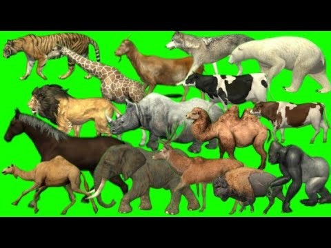 Cartoon green screen animals // all animals running green screen // animals zoo stamped green screen