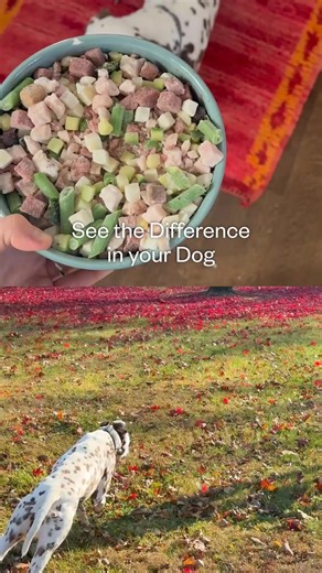 Real nutrition, real results. Maev’s Human-Grade Raw Food is made with whole ingredients you can see and trust. No processing, no fillers, no high heat nutrient degradation. | Maev