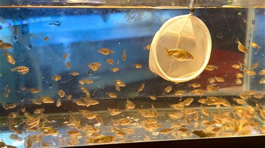 Culling Baby Ranchu Goldfish – Side-View Judging Explained
