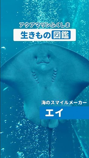 アクアマリン生きもの図鑑 #水族館 #福島県 #いわき市 #魚