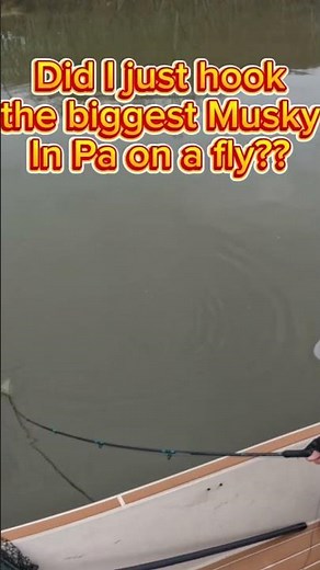 GIANT Pennsylvania Musky hooked on the fly 🎣 #musky #muskyfishing #flyfishing