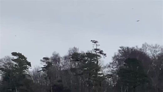 Sea Eagle spotted on Lough Corrib during fishing opening day on Saturday. Video credit Paul Byrne Optophonic. | The Connaught Telegraph