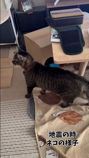 地震の時の猫の様子を記録#ペットの防災#備えよう