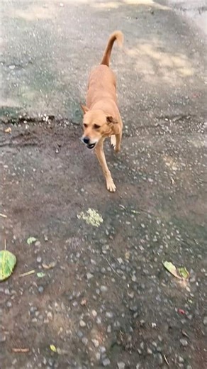 Dog Barking Loudly at Another Dog 🐕🔥 #trending #shorts