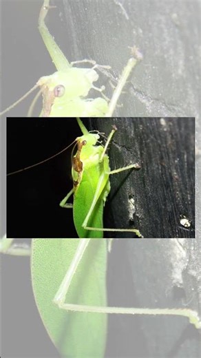 “Rhinoceros Katydid 🦗 #ytshorts #shorts ‪@DevsPhotos‬