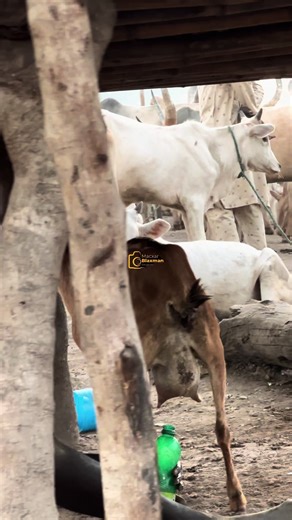 Exploring the Benefits of Goat's Milk in African Culture