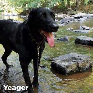 Check out the brave and loyal dogs who have made it as 2019 Shelter semifinalists. Learn about these incredible pogs today, and don’t forget to vote EVERY DAY in EACH of the seven categories through July 18, as they move one paw closer to winning 2019 American Hero Dog! | American Humane