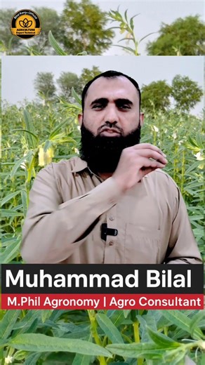 Can We Mix Fertilizer with Sesame Seeds for Dibbling