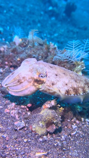 Close up cuttlefish - so lucky to have these encounters. #bali #diving #dive #diver #scuba #scubadiver #divinglife #divelife #divebali #balidiving #tulamben #underwater #underwaterlife #cuttlefish #cuttlefishlove | Scuba Diver in Paradise