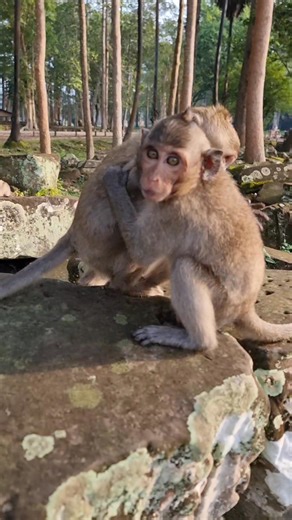 3.6K views · 140 reactions | Baby monkey happily playing殺 | Life Of Monkeys | Facebook