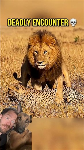 When a Lion Hunts a Cheetah #animals #nature #shorts