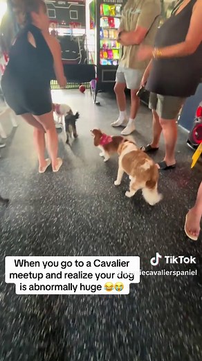 Cavalier King Charles Spaniel Meetup in St. Petersburg