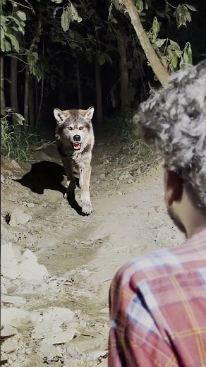 Wolf VFX Test | Realistic CGI Animal in Blender