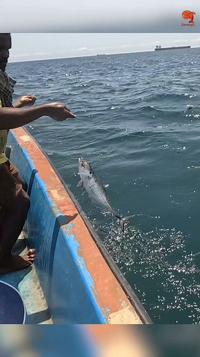 17K views · 80 reactions | Catching Horse Mackerel & Needle Fish in the Deep Sea #fishing #fishingvideos #fishingtime | Neerulagam | Facebook