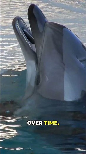 How Do Dolphins Learn Cool Tricks?