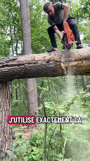 Techniques de coupe d'arbre : sécurité et précision