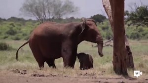 1.3M views · 358 reactions | This baby elephant kisses its mom after a dramatic rescue. | Enquirer - Cincinnati and Kentucky | Facebook