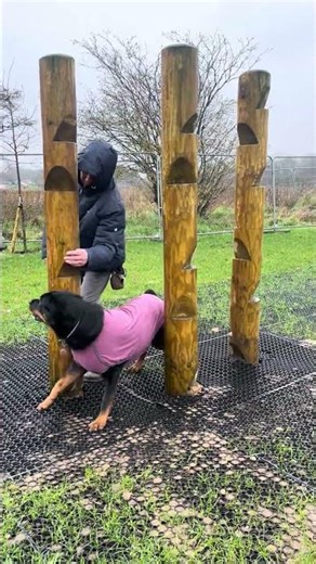 Weave pole training😅 #rottweiler #關甩皮