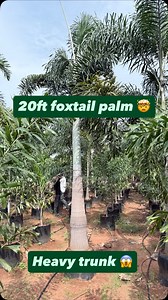 Foxtail palm trees are one of the most attractive palm trees 🌴 ever can survive in almost every type of weather conditions. Supreme quality is being delivered 🚚 by us now in Pan India 🇮🇳 20ft above height mainly being used by the landscape architects in farmhouse, villa and resort on their driveways and pathways. Call/WhatsApp 📞 8178522950 #nursery #gardening #plantlover #garden #palm #landscape #landscaping #landscapingservices #landscapearchitect #villa #resort #farmhouse #propertydevelop