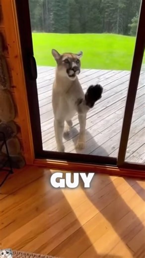 Mountain Lion Showed Up at My Door