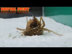 CAMEL SPIDER VS CENTIPEDE