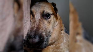 DC dogs have the cutest faces, study says