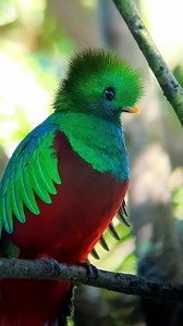 El quetzal (Pharomachrus mocinno) también conocido como quetzal guatemalteco, quetzal centroamericano o simplemente como quetzal,es una especie de ave de la familia de los trogones (Trogonidae). Es el ave nacional de Guatemala desde 1871 y su imagen figura en la bandera y el escudo de Guatemala. "Quetzal" es también el nombre de la moneda de dicho país. Tiene también un papel importante en los mitos de la región. En las civilizaciones precolombinas de Mesoamérica, era considerada un ave divina a