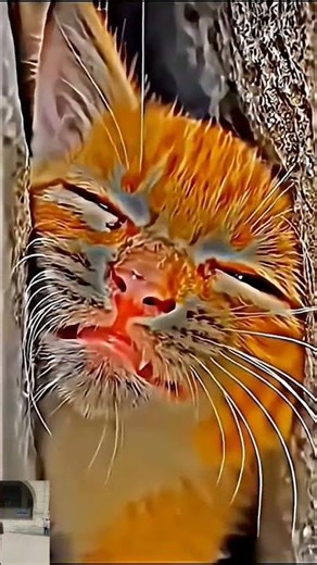innocent cats crying for sad status #cat #crying #innocent