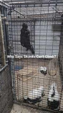 This Skunk's Climbing Skills Shocked Me! Roxy gets so excited during dinner time!