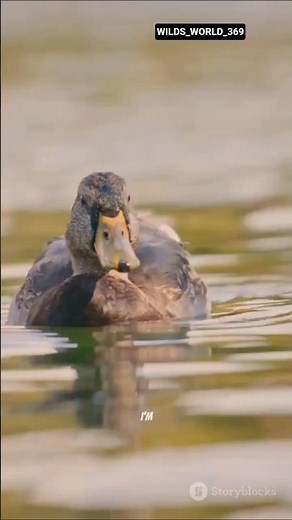 Common Goldeneye: The Diving Duck 🦆🌊#facts #wildlife #birds