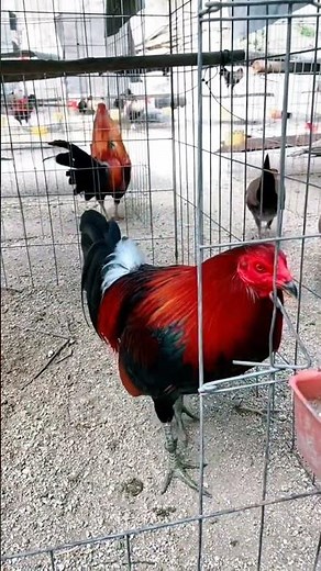 Los mejores gallos de peleas de raza pura 🔥