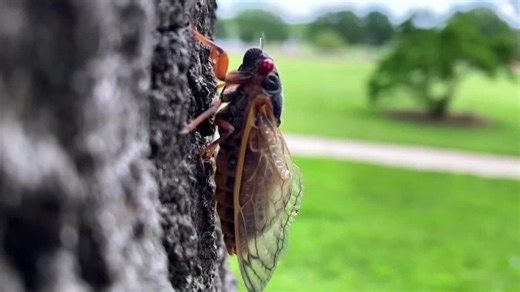 Cicada Brood XIV set to emerge in Georgia: Here's where and when they'll appear