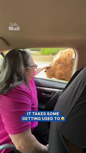 Mom's first experience with highland cow