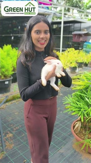 Continental Giant Rabbits at Green Hut Eco Farm #gardening #rabbit #animals #kerala
