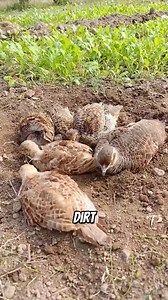 Why Birds Bath In Dust? | Leo Mike