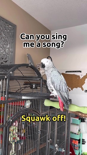 Squawk off! Lil grey 🥜 #talkingparrot #funnyparrot #gizmothegreybird #gizmosjourney