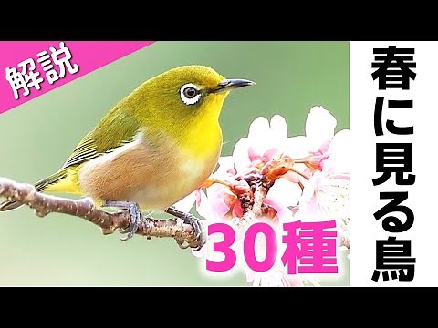 超入門！春に見る鳥30種【解説】