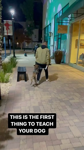 17K views · 468 reactions | Start at home training recall first!...