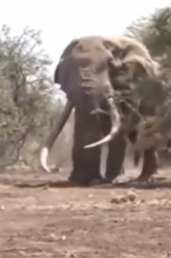 elephants world on Instagram: "The largest elephant ever recorded was a male African elephant that stood nearly 13 feet (4 meters) tall at the shoulder and weighed around 26,000 pounds (11,000 kilograms). This colossal giant roamed Angola in the 1950s and remains the heaviest and tallest elephant ever documented, a true testament to the incredible size and strength these gentle giants can achieve in the wild. Credit unknown Please DM us for credit #wildanimals #elephant #elephantlover #largestel