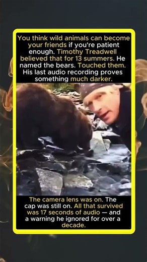 Summers with wild bears. One audio. The dark truth Timothy Treadwell ignored.