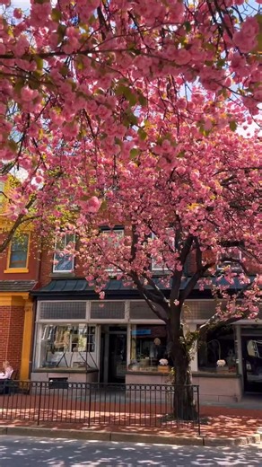 West Chester looks good in every season 🍂❄️🌸☀️ | Downtown West Chester, PA