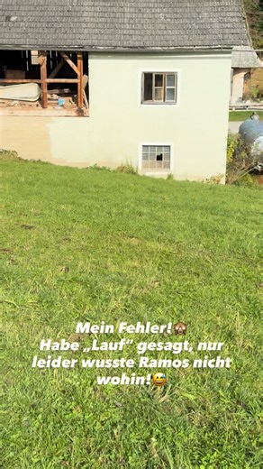 Ich habe gesehen, dass mein Mann dort steht, und ich dachte, Ramos läuft zu ihm. Da hat er mich missverstanden.😂 #ridgeback #rhodesianridgeback #terriermix #rückruf #training | Elisabeth Simon Furtmüller
