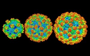 Cryo-EM illuminates intricate designs of noroviruses | Cold Spring Harbor Laboratory