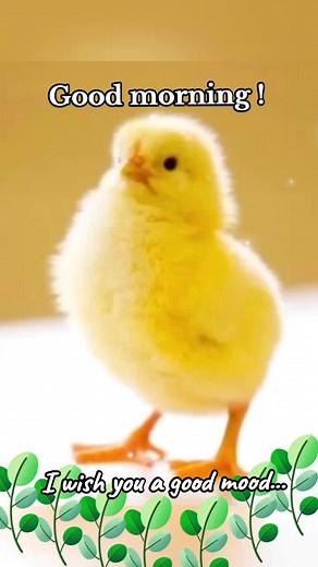 #goodmorning #chicken #dance #wish #goodmood