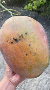 1.3M views · 10K reactions | Apple mango daw ito #fyp | Anne Marie Mae Manal | Facebook